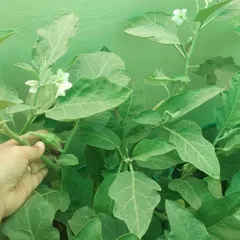 The best part of an organic terrace garden is the harvest. Here is a healthy brinjal (eggplant) plant, flowering and producing fresh vegetables, completely free of chemical pesticides.