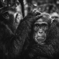 A tender moment of grooming between two chimpanzees, rendered in black and white. Removing color focuses the viewer's attention on the emotion, texture, and connection in the scene.