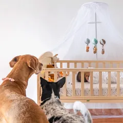 The new protectors on duty. Yuki and Navi stand guard, watching over their brand new baby sister. Capturing these interactions during a newborn shoot shows the deep, caring bond that pets have with the newest family members.