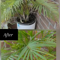 An Areca Palm can lose its lush look quickly without the right care, as you see in the top image. The leaves were drooping and losing color. With some careful pruning of old growth and a soil refresh, the plant became much fuller and greener, transforming the corner it sits in.