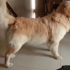This Golden Retriever has a thick double coat that requires regular grooming to prevent matting and control shedding. My de-shedding service is perfect for maintaining the health and appearance of such breeds.