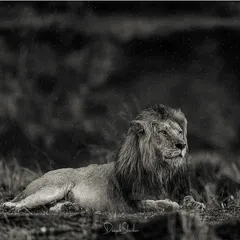 A king in the rain. The monochrome tones accentuate the texture of the lion's mane and the falling raindrops, creating a moody, atmospheric portrait of a monarch enduring the elements.
