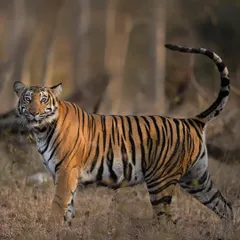 A young tiger in Tadoba National Park with its tail curled in a perfect question mark. This pose captures the curious and alert nature of a sub-adult exploring its surroundings.