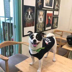 This is Hush, all smiles and ready to take on the world. It's amazing what a little pampering can do for a dog's confidence!