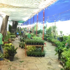 A glimpse into the aisles of our nursery during a festival preparation. We take pride in maintaining a large and diverse inventory, ensuring you have plenty of options to choose from when you visit.