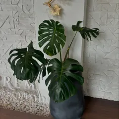 The Monstera deliciosa, with its majestic split leaves, is the crown jewel of many of my garden projects. It adds an instant touch of the tropics and serves as a living piece of art that never fails to captivate.