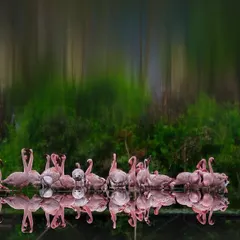 By turning this image upside down, the reflection of the lesser flamingos creates an entirely new perspective, like an impressionist painting. It reminds me that only when the mind becomes still can we truly experience the beauty and light that nature offers.
