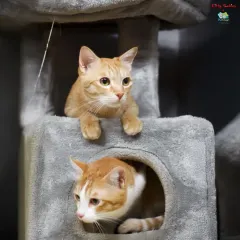 Our Kitty Kabins are a cat's dream. Here, two of our feline guests are enjoying their multi-level cat tree, feeling safe, curious, and completely at home.