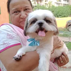 A close-up of a happy pet parent and their freshly groomed Shih Tzu. My service is perfect for pet owners who want a personal and stress-free grooming solution.