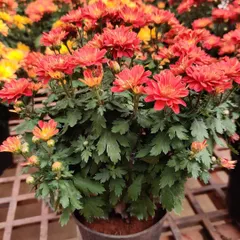 The deep red color of these Chrysanthemums is truly stunning. They are grown in simple pots, ready to be placed on your porch or integrated into your garden bed.