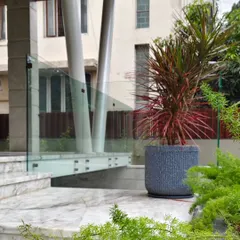A potted Dragon Tree (Dracaena marginata) used as a statement piece at a modern building entrance. Its spiky red-edged leaves add architectural flair.