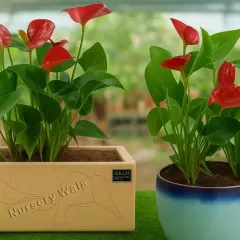 I believe the right plant and pot combination can transform any space. Here are two Anthurium plants, known for their bright red flowers and air-purifying qualities, presented in modern ceramic pots suitable for any interior.