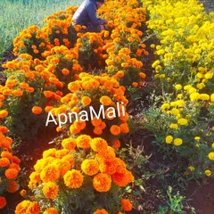 A field of bright orange and yellow marigolds. We can source and plant large quantities of seasonal flowers for festive decorations or colorful garden beds.