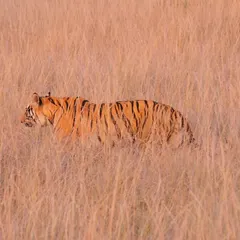 A tiger moving through a glade in the soft glow of a wintry evening. This is the perfect Kipling country setup in the heart of Central India. The calm of the dull golden grass and the varying greens of the gnarled forest, with the great striped beast on the move, reminds me of the sheer drama of the Indian wilds.