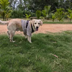 Buddy, a 5-year-old Retriever, looking happy and healthy after his recovery journey with us. He was abandoned and malnourished but is now A+ on all his health checks and ready for his forever home.