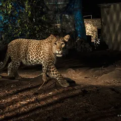 This is Luna, a leopardess I have followed for years. She has thrived in the urban jungle of Aarey Colony, learning to navigate human spaces with incredible stealth. Her story has changed our understanding of what it means for wildlife to be 'wild'.