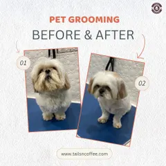 The glow-up is real! This before and after shot of a Shih Tzu shows the difference a professional grooming session can make. We focus on a neat, healthy trim that not only looks great but also improves your pet's comfort and hygiene.