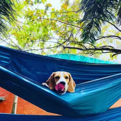 It's not all running and playing. We have lots of spots for quiet relaxation, like this comfy hammock. This sweet Beagle is enjoying a moment of peace, showing that a stay here is a true vacation for your dog.