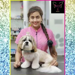 Looking sassy and sweet. This Shih Tzu's grooming session included a full coat brush-out, a face trim to keep hair out of the eyes, and a stylish top knot.