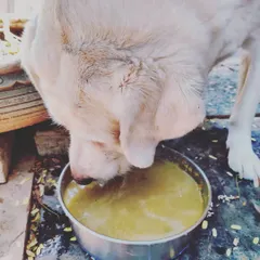 My dog Whiskey enjoying a hydrating spinach, carrot, and pumpkin soup. Soup meals are a fantastic way to make sure your pets get enough water, especially during the hot summer months.