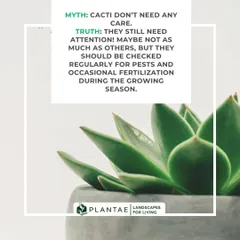 Myth: Cacti don't need any care. Truth: Even these hardy plants need attention. Regular checks for pests and occasional fertilization during their growing season are key to keeping them healthy.