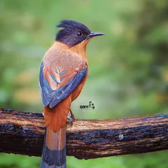 The beautiful scaling and colors on the back of a Rufous Sibia. This shot, taken in the dense forests of the Himalayas, highlights the bird's unique plumage.