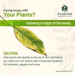Yellowing along the edges of leaves can indicate a magnesium deficiency. An easy fix is to add Epsom salt to the top of your soil before watering. This is especially beneficial for plants like tomatoes, peppers, and roses.