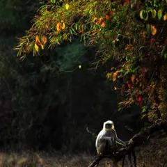 A langur monkey sits in quiet contemplation under a beautifully lit tree, a moment of peace in the jungle.