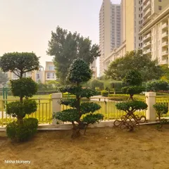 Here's a villa's back lawn I designed using a series of Ficus bonsai and topiary. This creates a permanent, exotic garden look that is both beautiful and requires minimal upkeep.