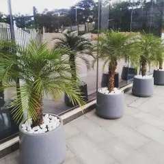 A closer look at the potted palms at the Lulu Hypermarket entrance. I use high-quality planters and top them with white pebbles for a polished, professional finish that complements the modern architecture.