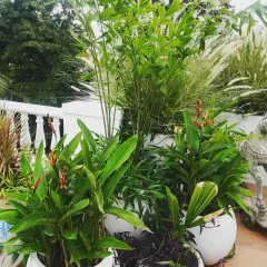 A selection of sun-loving plants, including bamboo and flowering heliconia, are arranged in modern white planters. This grouping adds vertical height and a tropical feel to the terrace, creating a vibrant and lively corner.