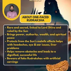 The One-Faced Rudraksha is a rare and sacred bead ruled by the Sun. It is known to bring power, authority, and spiritual peace while protecting from the Sun's negative effects. I always advise clients to be wary of fakes with artificial carvings.