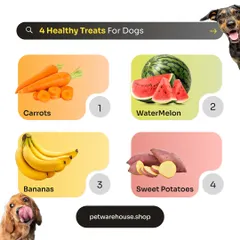 Looking for healthy snacks for your dog? Our vets suggest natural options like carrots, watermelon, bananas, and sweet potatoes, which are both delicious and nutritious.