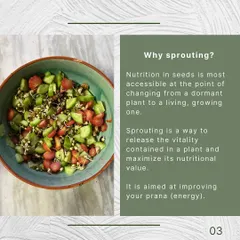 Sprouting is a way to access the life force contained within a plant. When a seed is changing from dormant to living, its nutrition is most accessible. This process is aimed at improving your prana, or your fundamental life energy.
