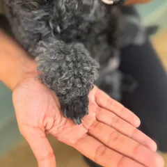The teeny tiniest paw of baby Mango. It's a privilege to care for her and see her thrive. Client reviews like hers make my heart bloom.