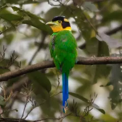 A back view of the Long-tailed Broadbill, showing off its namesake tail and the brilliant green of its plumage.