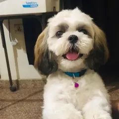 A happy Shih Tzu after a full grooming session. I cleaned his coat, trimmed his hair for a neat look, and you can see how fresh and cheerful he is.