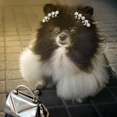 A glamorous Pomeranian, ready for a night on the town. This is an example of a fun, creative concept using AI to add accessories and create a story.
