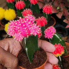 A close-up of a bright pink Moon Cactus. These popular succulents are a favorite for their unique appearance and are relatively easy to care for, making them a great starting point for new plant enthusiasts.
