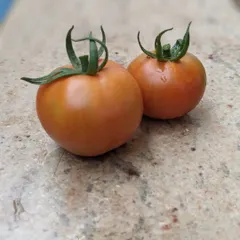 Fresh tomatoes picked from our garden. These small harvests are a source of great pride and excitement, connecting children directly to the cycles of nature.