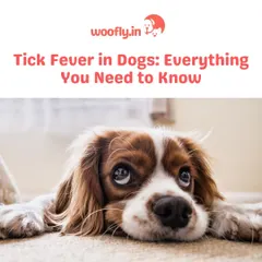Tick fever is a serious concern for dogs, but early detection and prevention are key. I can help you recognize the symptoms and create a plan to protect your furry friend from ticks and related diseases.