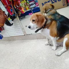A quiet moment in the shop with a Beagle and his reflection. Sometimes they just like to sit and take it all in.