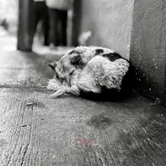 A sleeping street dog curled up on the pavement. This black and white shot brings a sense of quiet dignity and peace to a simple, everyday scene.