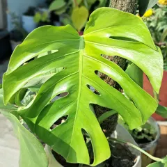 An identical shot showing the glossy texture of the Monstera leaf in the sun.