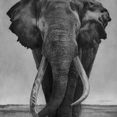 I present 'Gajraaj', a tribute to the sheer power and majesty of the elephant. My goal with this large-scale charcoal drawing was to render every wrinkle and the weathered texture of the tusks, conveying a sense of ancient wisdom and enduring strength.