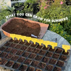 Getting ready to plant my summer vegetables. A seedling tray filled with my special mix of cocopeat and compost is the perfect start for growing healthy saplings.