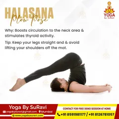 Halasana (Plow Pose) is a key asana for thyroid health. It boosts circulation to the neck area and stimulates thyroid activity.