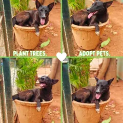 On World Environment Day, our resident dog Shadow has a simple message: Plant trees and adopt pets. Both actions help make the world a better place.