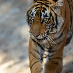 The intense, focused gaze of the tigress Riddhi. Getting eye-level portraits that reveal the animal's personality is a key skill I teach, focusing on vehicle positioning and patience.
