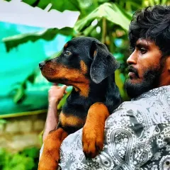 This is me with one of my beautiful Rottweiler puppies. I handle all my pups personally from birth, so they are well socialized and comfortable with people. This little one has a great structure and confident look.